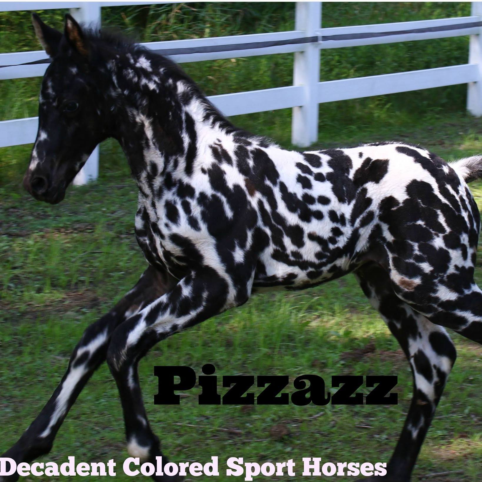 Decadent Colored Sport Horses - Friesian X Appaloosa Colt.jpg